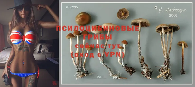 Галлюциногенные грибы Psilocybe  кракен онион  Демидов 